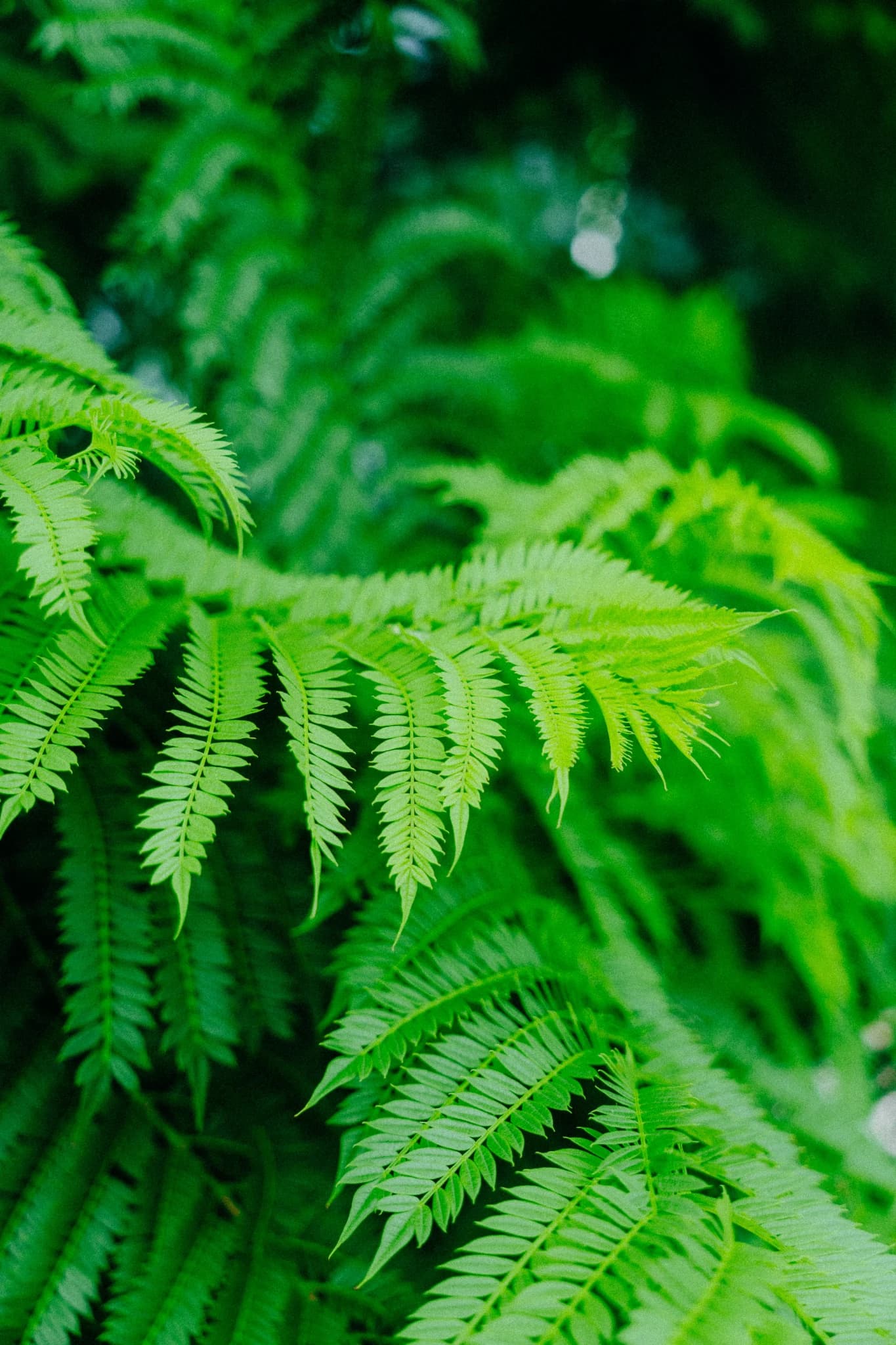 Feuilles — 2025